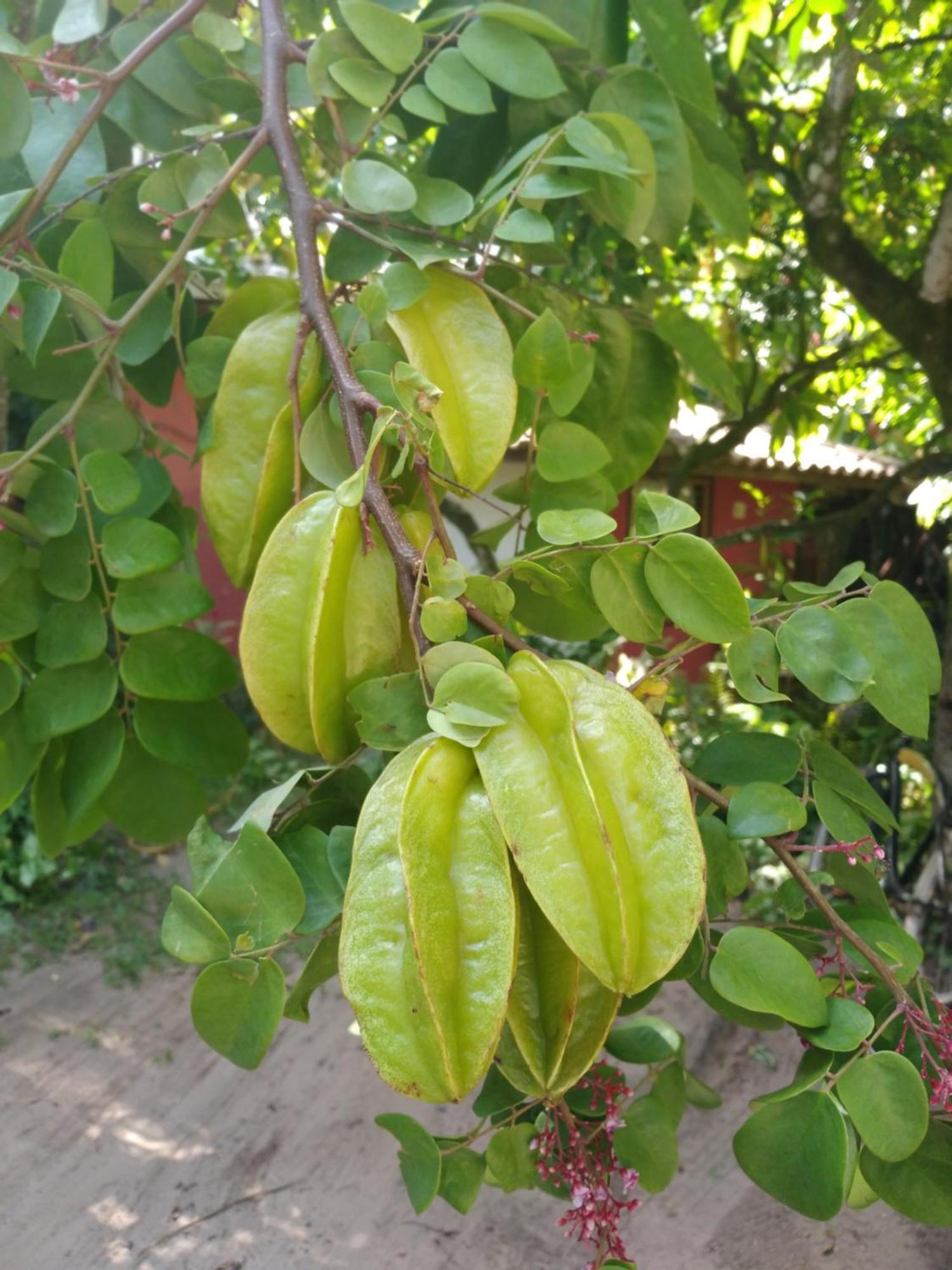 Pousada Fruta Pao 호텔 바라 그란데 외부 사진